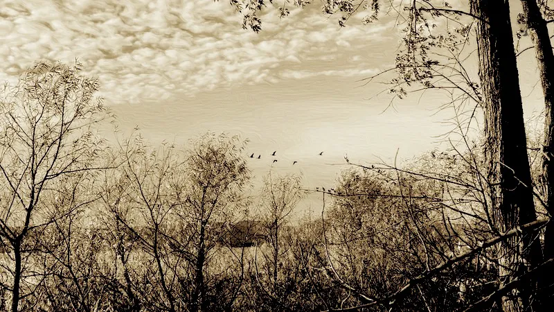 Sepia image with Geese Flying South in the Fall over water